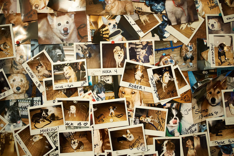 Full frame of dog pictures on wall