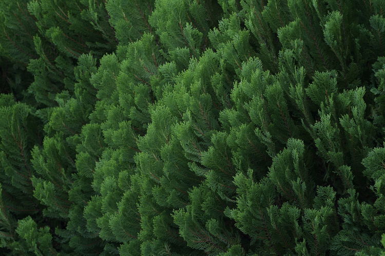 Full frame shot of pine trees