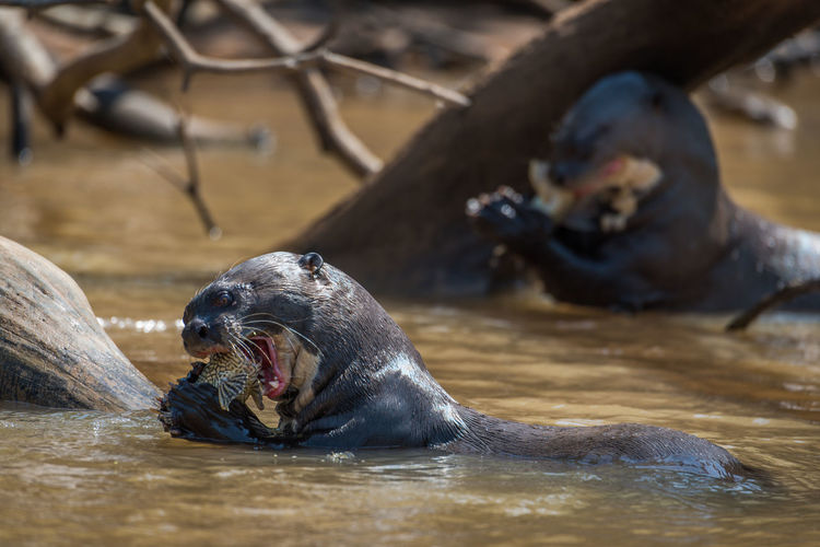Giant otters eating fish in river