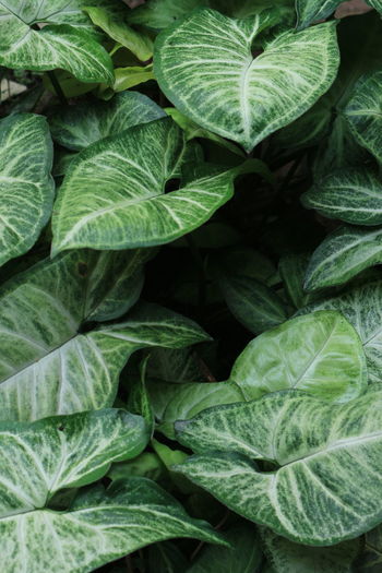 This is an interesting and unique plant
