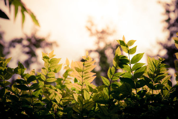 Green leaves in sunset on a tree branch, foreground and background in bokeh