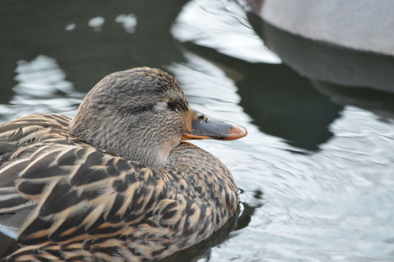 Close-up of mallard duck swimming in lake. just a quick nap 