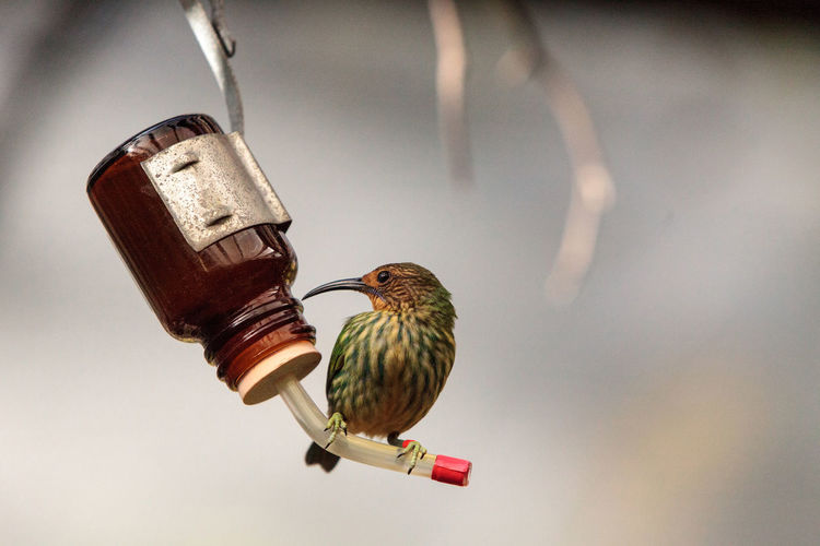 View of bird perching on feeder