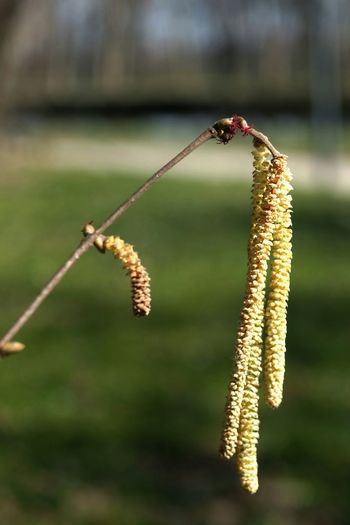 Close-up of twigs against blurred background