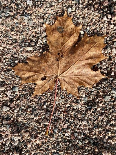 Directly above shot of dry maple leaves on road