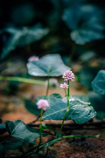 Close-up of pink flower blooming outdoors