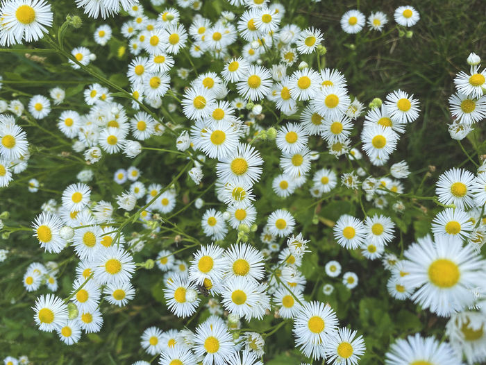 White small flowers erigeron annuus in the meadow, selective focus. botanical flowers