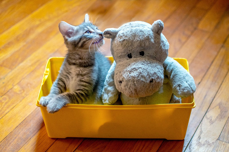 Adorable striped kitten tells a secret to his new hippopotamus friend as they share a yellow box