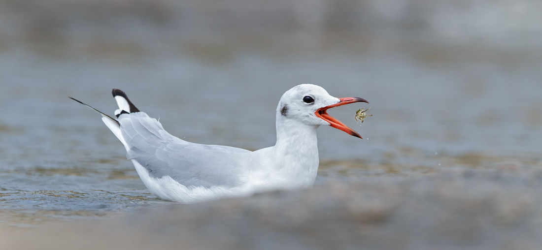 Close-up of seagull eating prey while swimming on sea