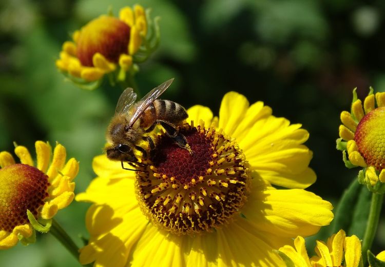 Close-up of bee  pollinating on flower