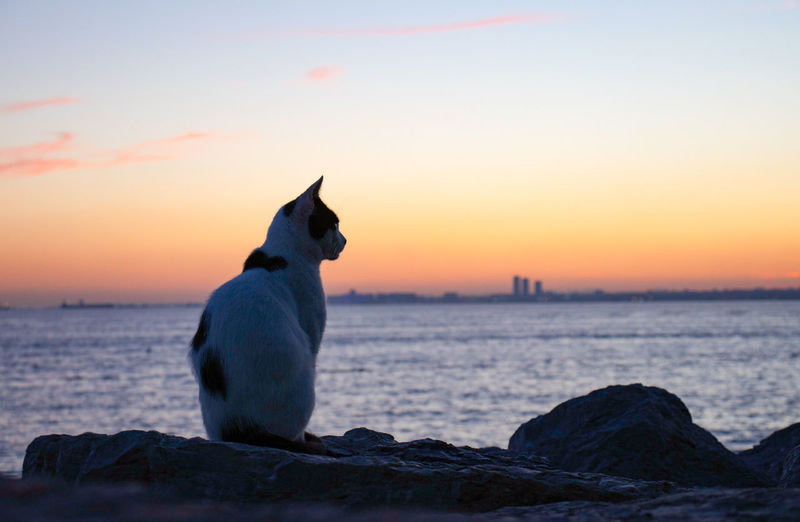 Cat sitting on rock against sea during sunset