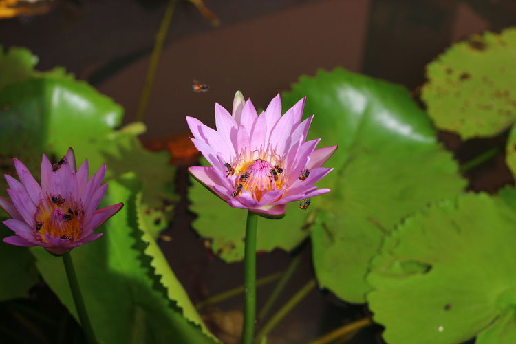 Close-up of ants on pink water lilies blooming at pond