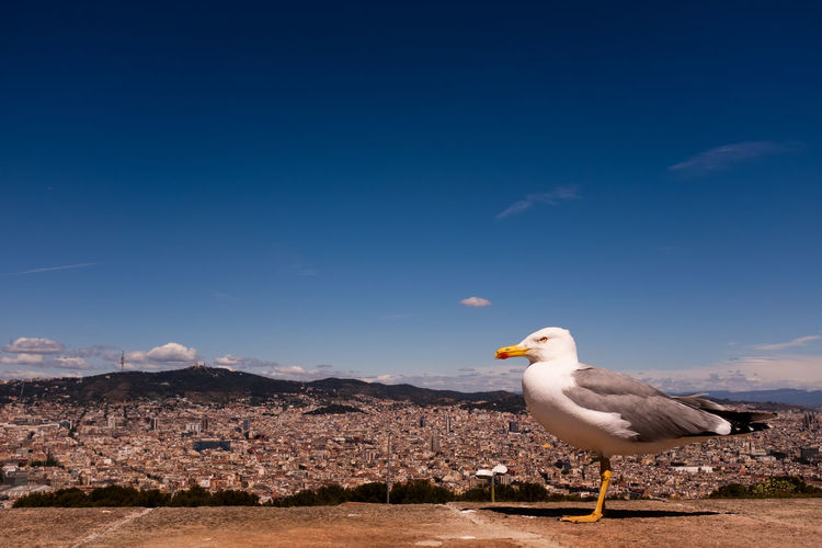 A seagull in barcelona, catalonia, spain