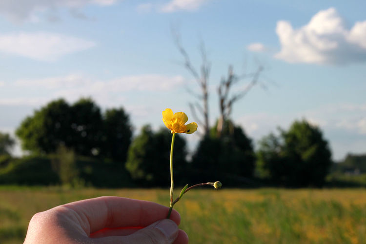 Cropped hand holding yellow flower against sky