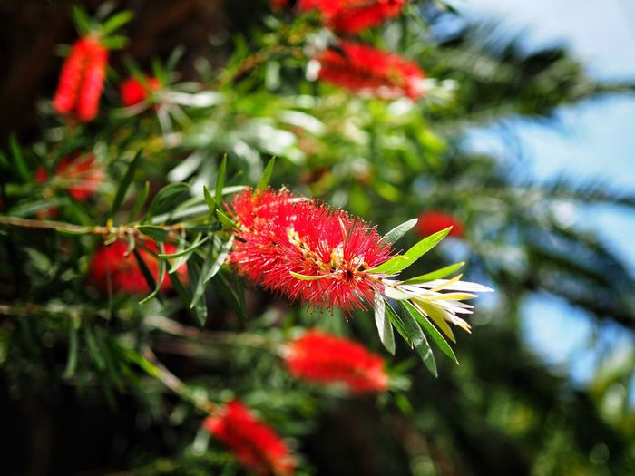Close-up of red flower blooming on tree