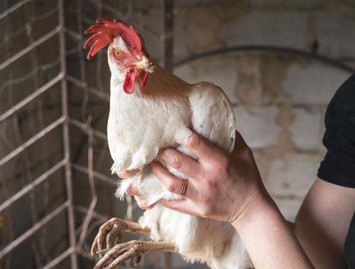 Cropped hand of woman holding rooster