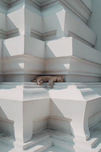 View of cat resting in buddhist temple