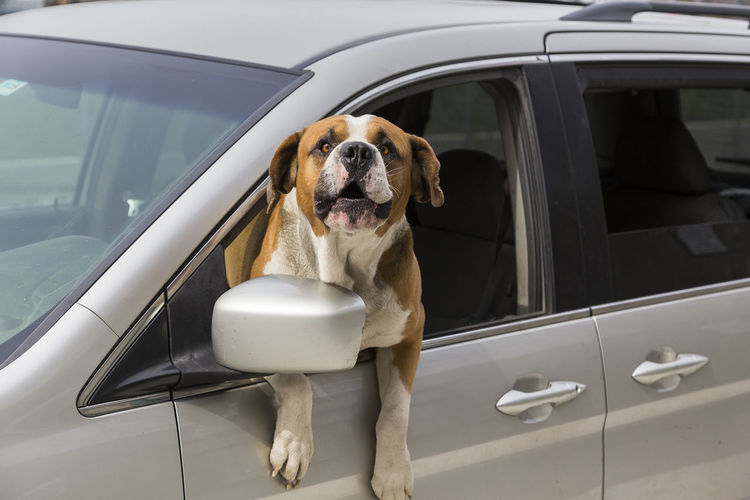 Open-mouthed saint bernard dog with torso out of car window barking