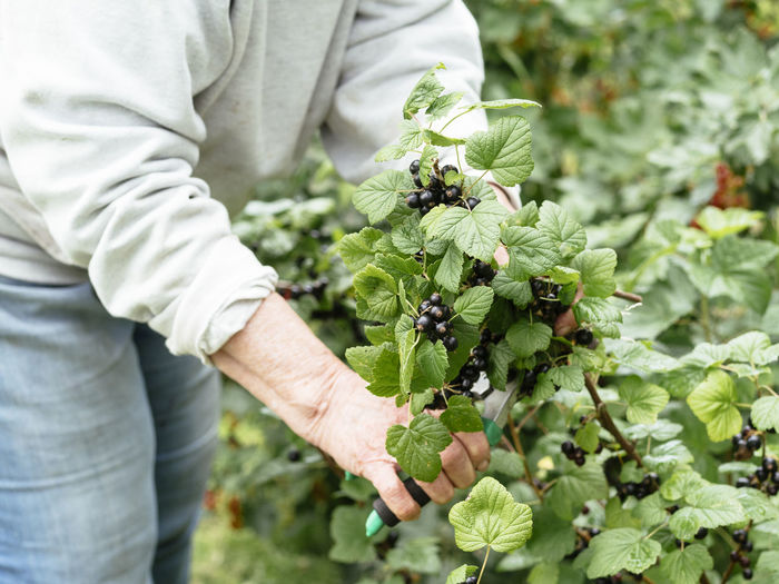 Senior woman harvesting blackcurrants by cutting of a branch