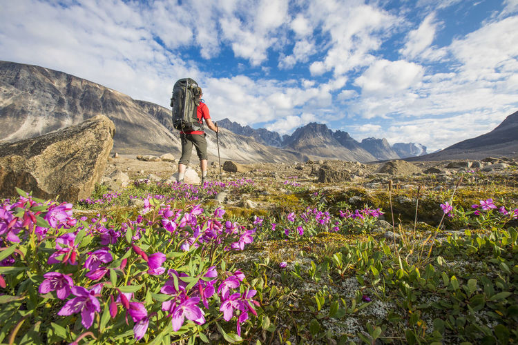 Rear view of backpacker hiking through lush alpine meadow, flowers