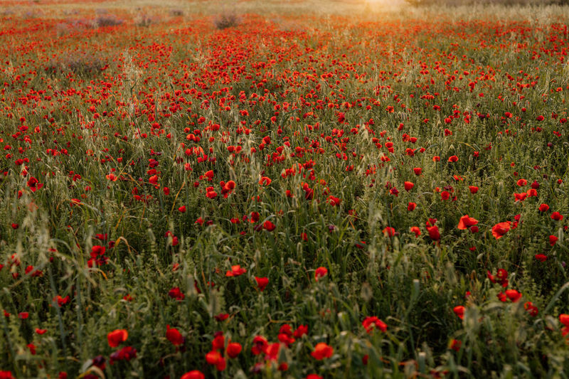 Poppy field
