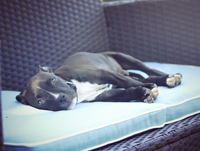 Close-up of dog relaxing