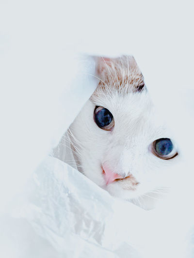 Close-up portrait of a cat over white background