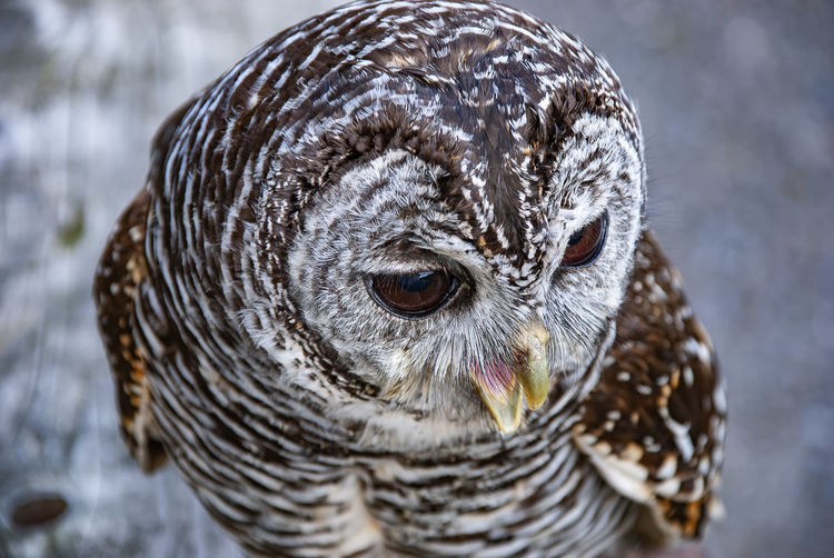 Close-up portrait of owl