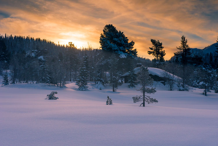 Trees on snow covered field against sky at sunset