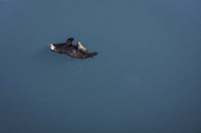 High angle view of sea lions swimming in sea