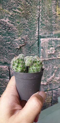 Midsection of person holding potted plant