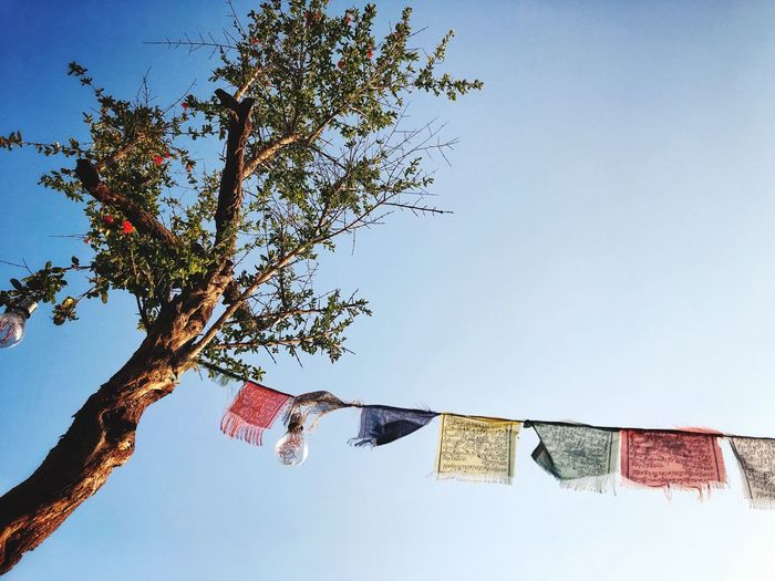 Low angle view of flags hanging on tree against sky