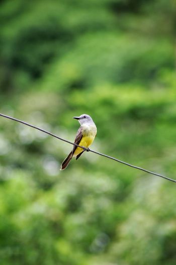 Bird perching on rope against blurred background