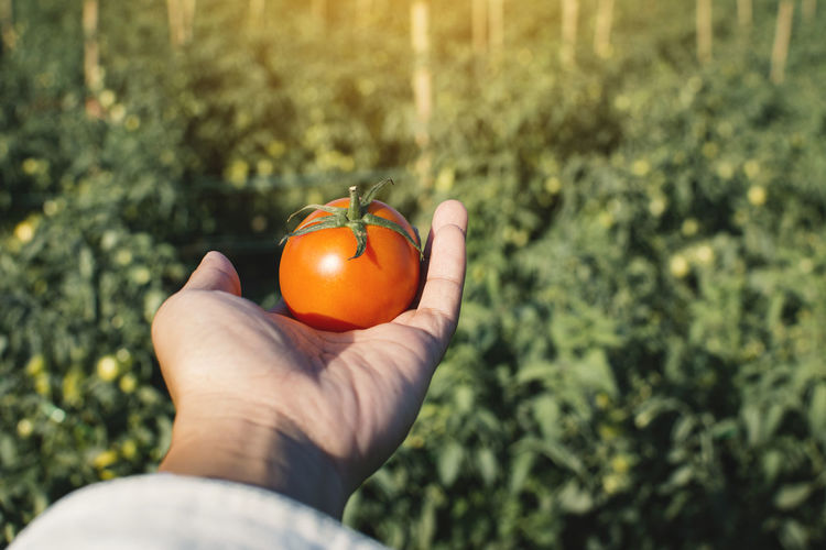 Cropped image of hand holding tomato against plant