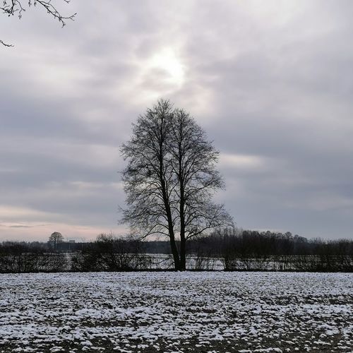 Bare trees on field against sky during winter