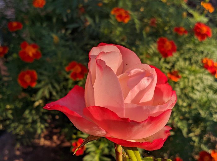 Close-up of rose in field
