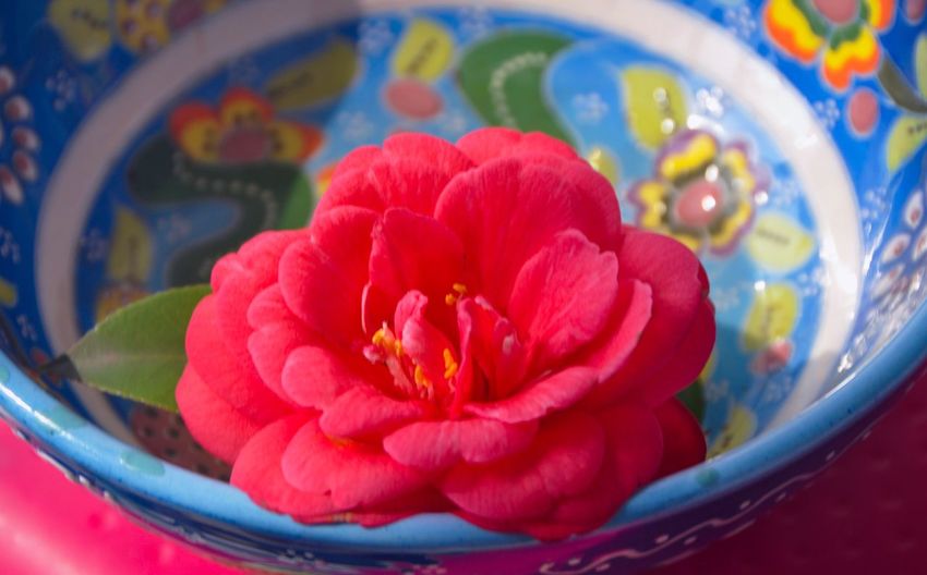 Close-up of flower in bowl