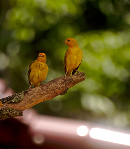 Close-up of birds perching on branch