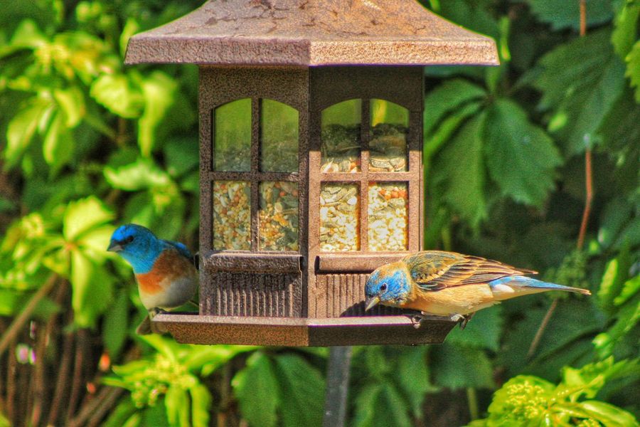 50 Bird Feeder Pictures Hd Download Authentic Images On Eyeem