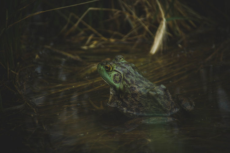 Close-up of frog in lake