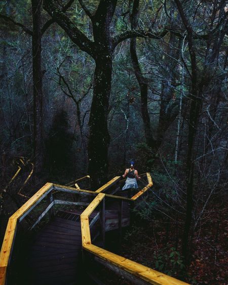 Rear view of woman walking on wooden walkway amidst trees in forest