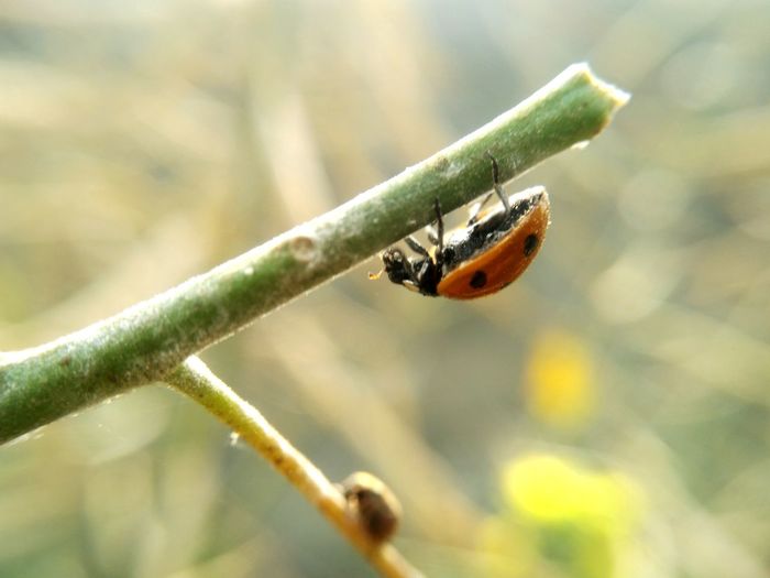Close-up of ladybug on leaf