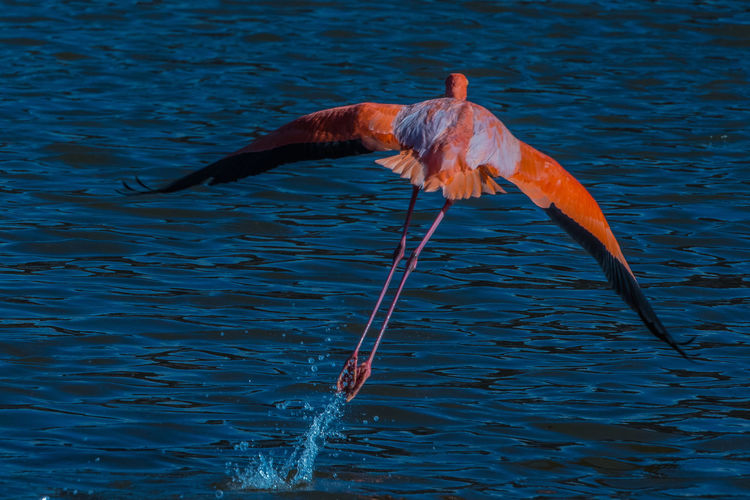 Rear view of flamingo bird flying above sea
