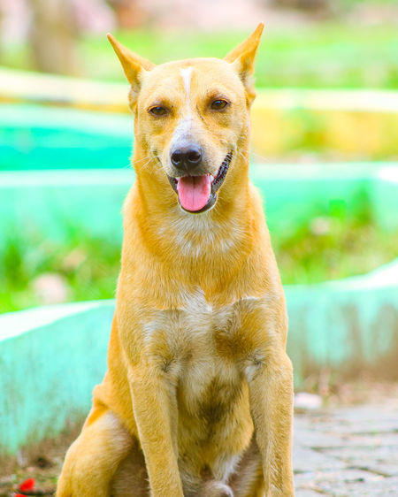 50 Retriever Pictures Hd Download Authentic Images On Eyeem