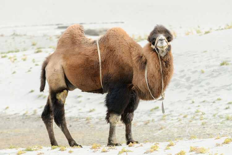 Bactrian camel in nubra valley