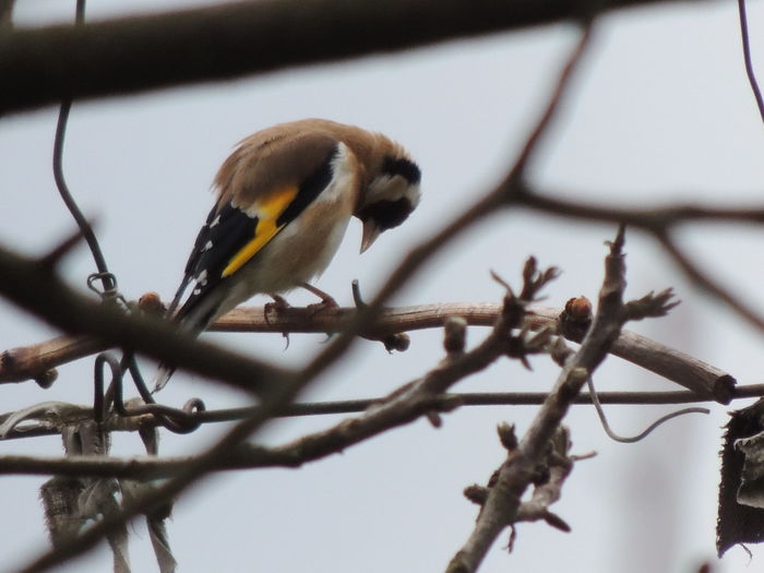 Low angle view of gold finch perching on dried plant