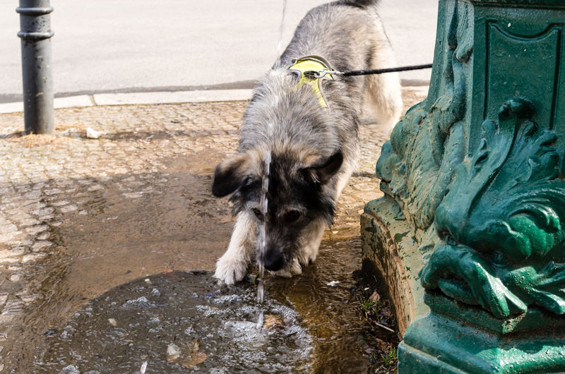 Dog standing by drinking fountain