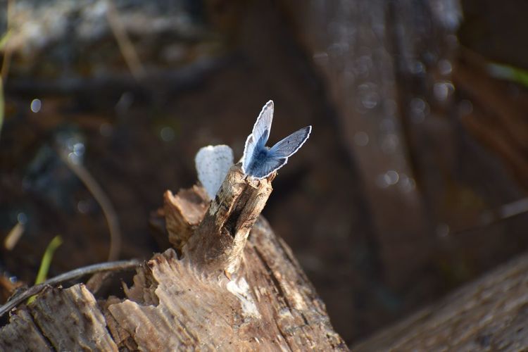 Two small blue creek butterflies sunbathing