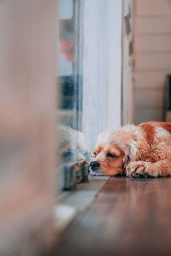 Portrait of dog relaxing on window