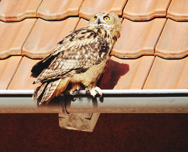 Close-up of owl perching on roof against wall